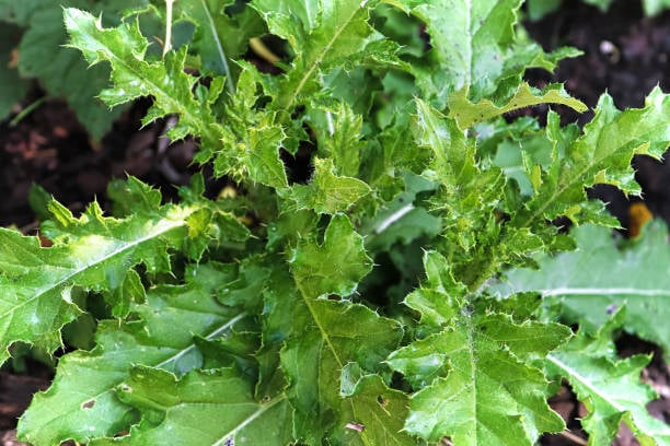 Canada Thistle