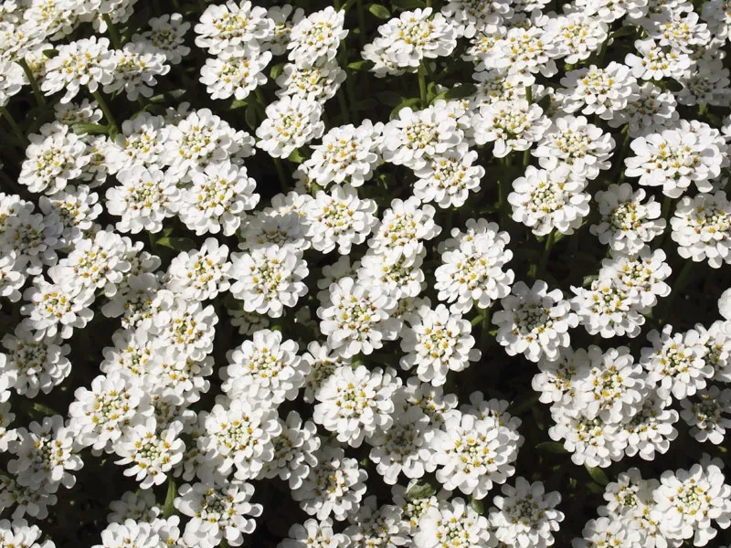 Candytuft