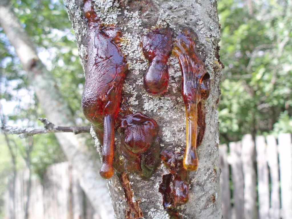 Canker on Plums