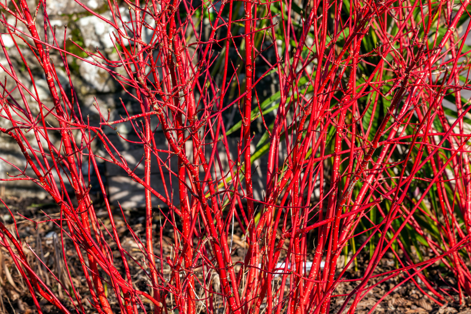 Captivating Plants With Red Stems