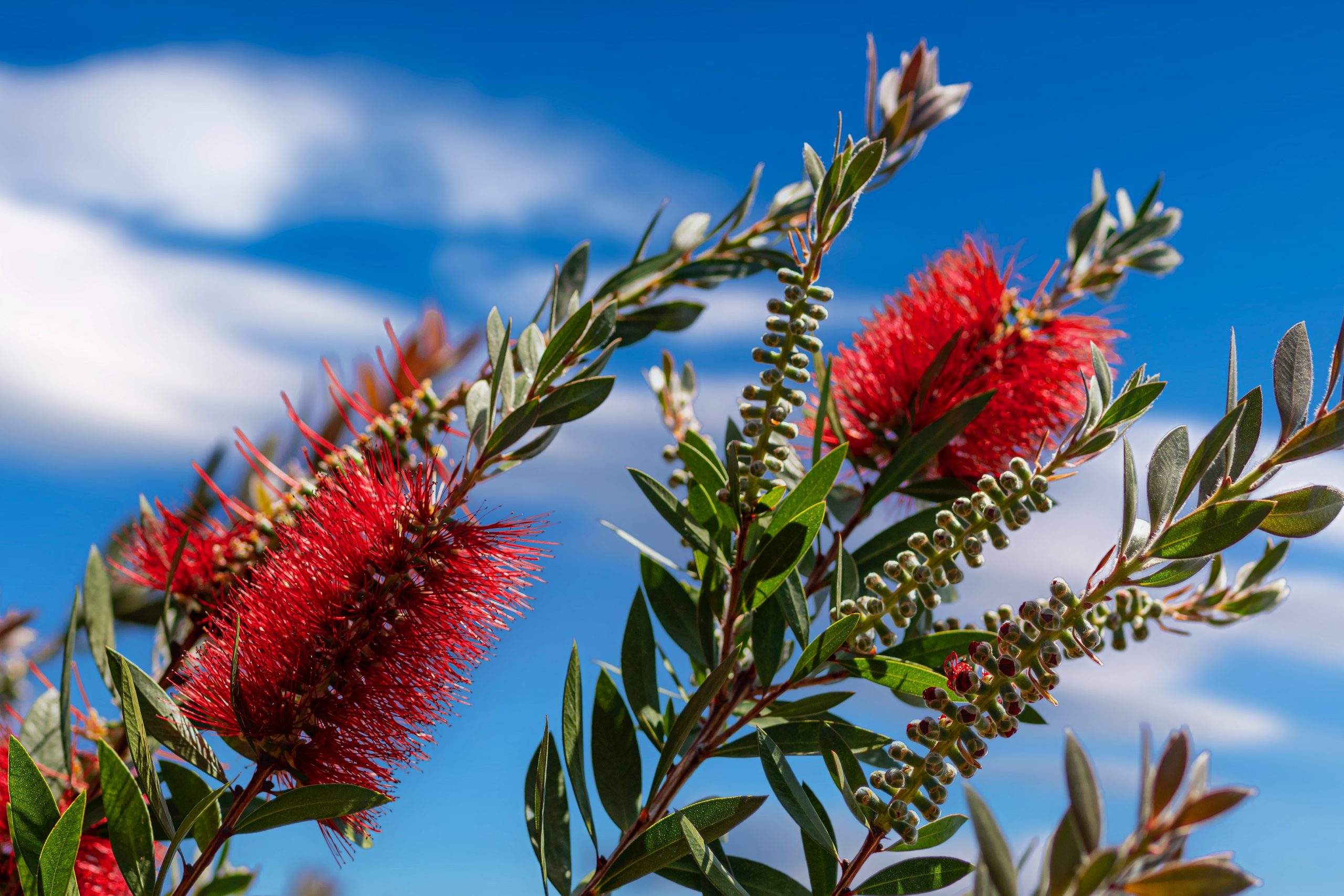 https://www.thearches.co.uk/wp-content/uploads/Caring-for-Callistemon-Splendens-Plant-Tips-Techniques-and-FAQ-scaled.jpg
