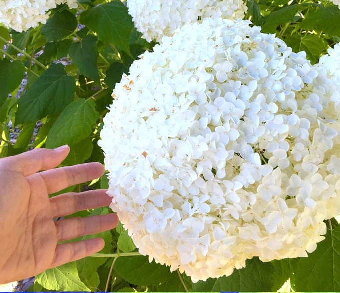 Caring for Hydrangeas