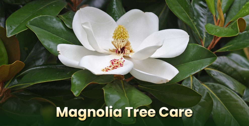 Caring for Your Magnolia Tree