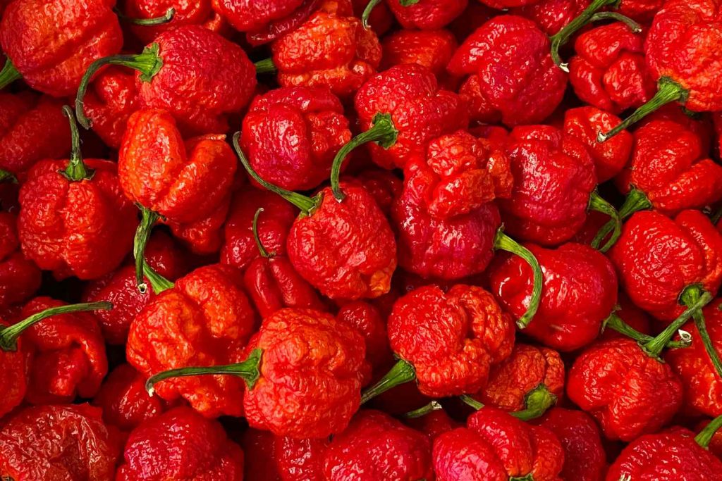 Carolina Reaper