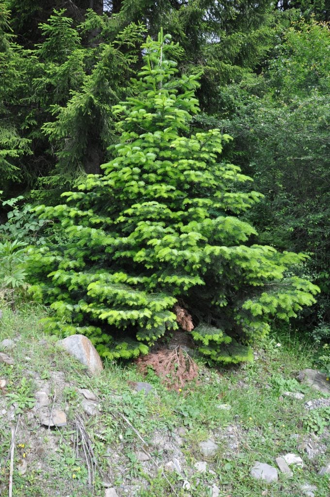 Caucasian Fir