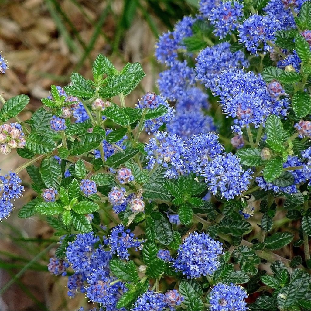 20 Ceanothus Varieties to Grow in Your Beautiful Garden [UK] - TheArches