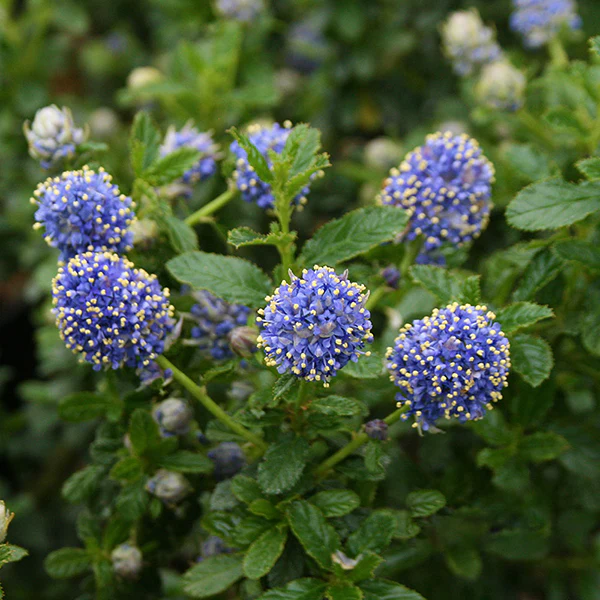 20 Ceanothus Varieties to Grow in Your Beautiful Garden [UK] - TheArches