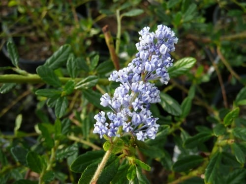 20 Ceanothus Varieties to Grow in Your Beautiful Garden [UK] - TheArches