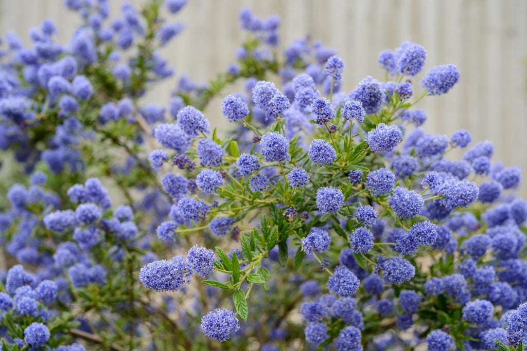 20 Ceanothus Varieties to Grow in Your Beautiful Garden [UK] - TheArches