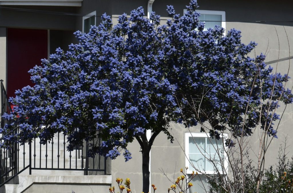 Ceanothus Varieties To Grow