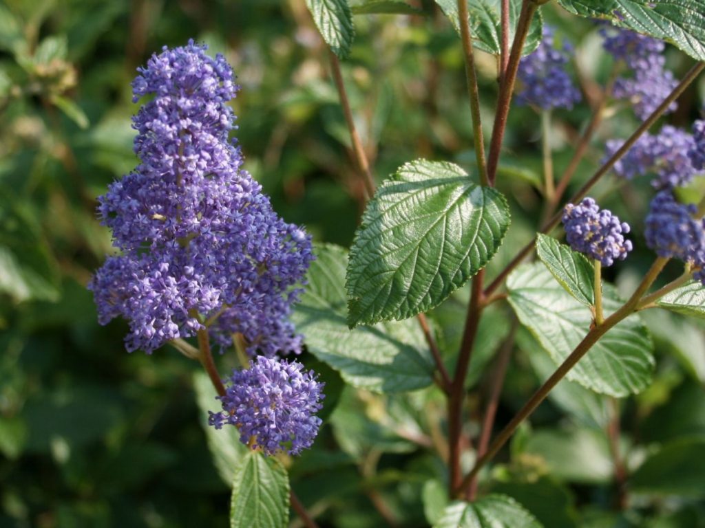 Ceanothus ‘Topaze’