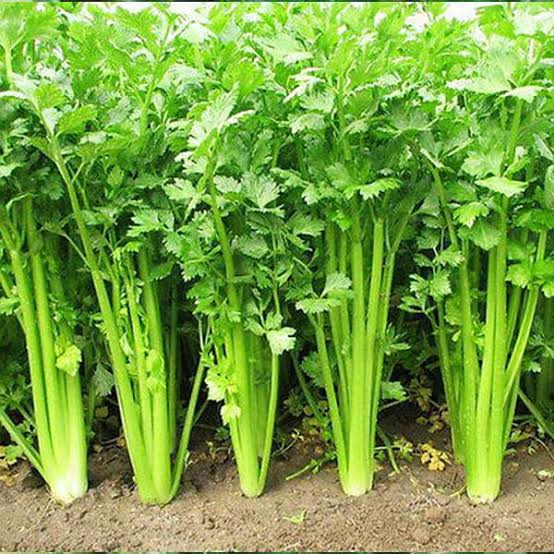 Celery