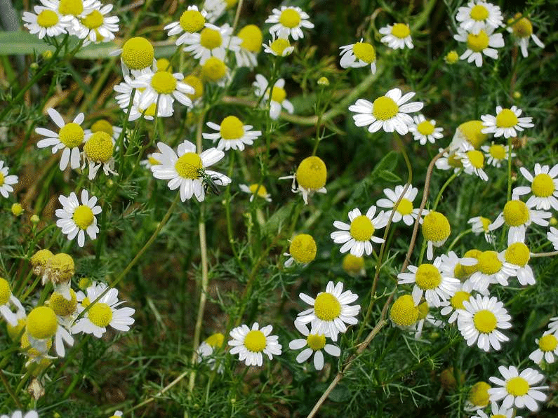 Chamomile