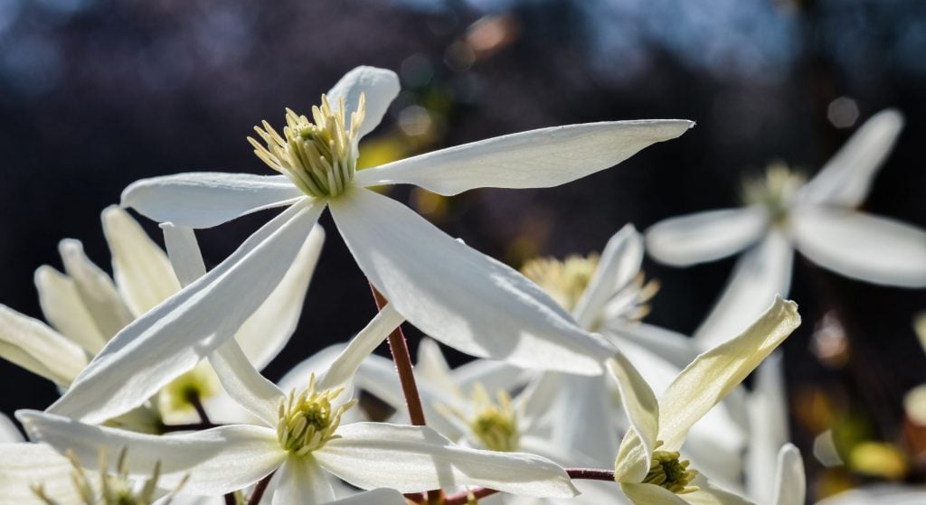 Characteristics and Features of Clematis Armandii