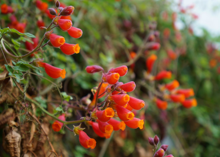 Chilean Glory Flower