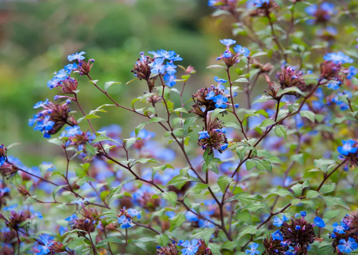 Chinese Plumbago