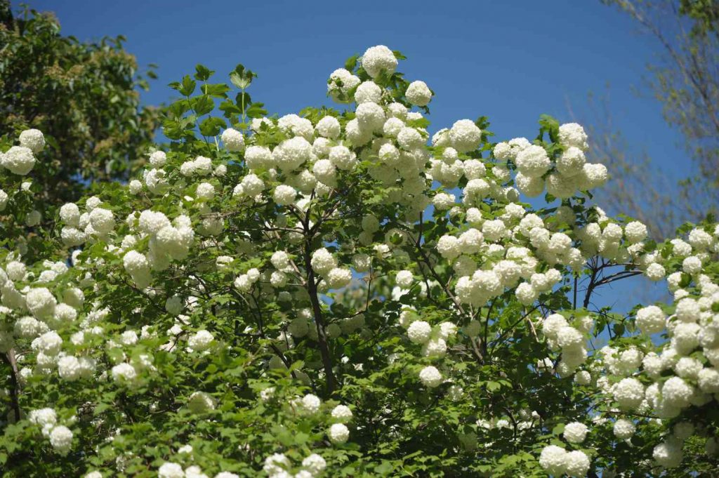 Chinese Snowball Viburnum