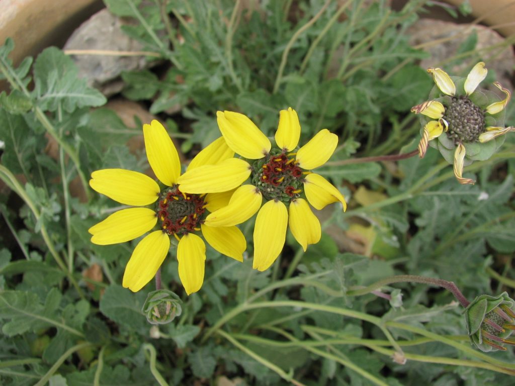 Chocolate Flower