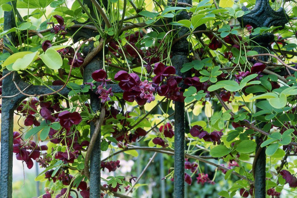 Chocolate Vine