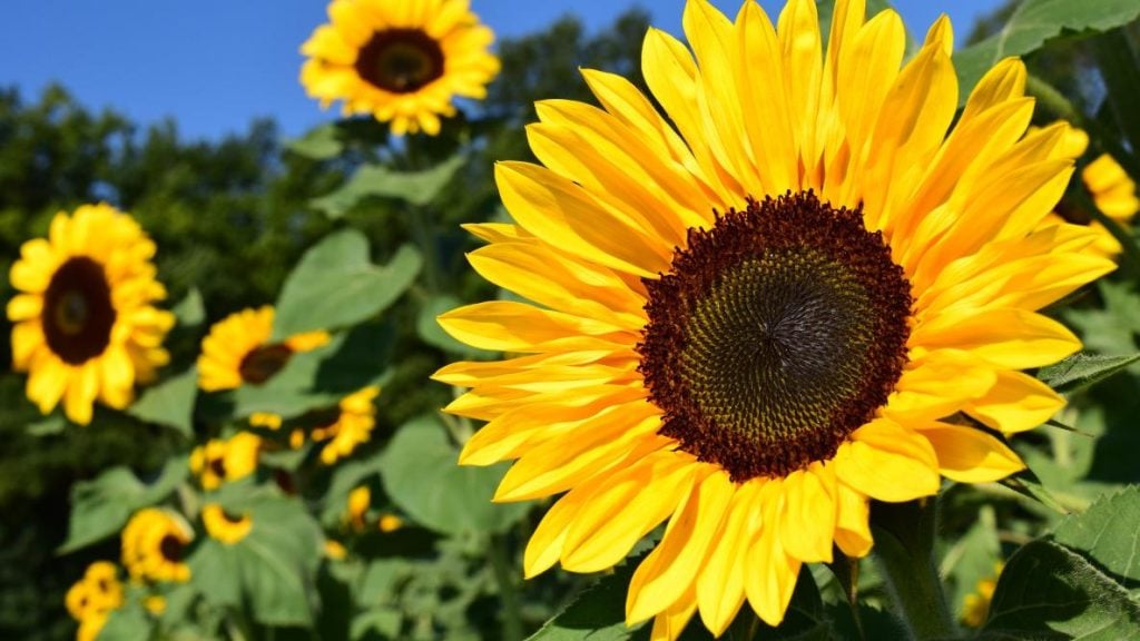 Choose a Variety of Sunflower