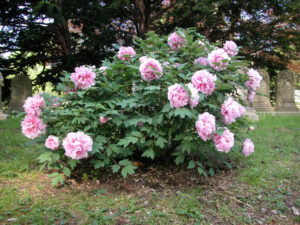 Choosing a Site to Plant Tree Peony