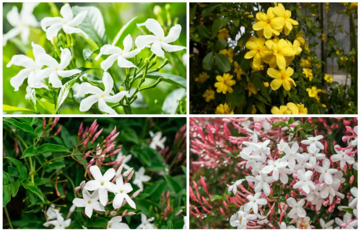 Choosing the Right Variety of Star Jasmine to Grow.jpg