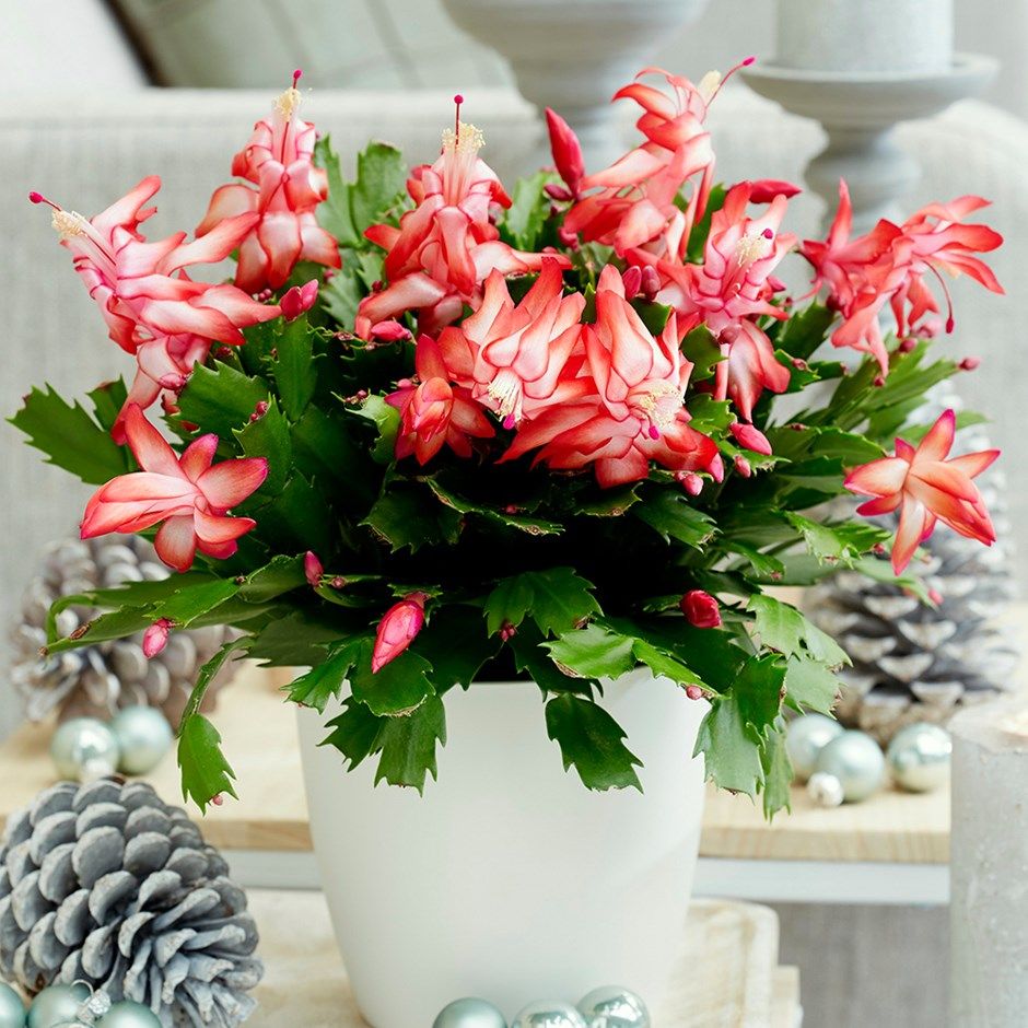 Christmas Cactus