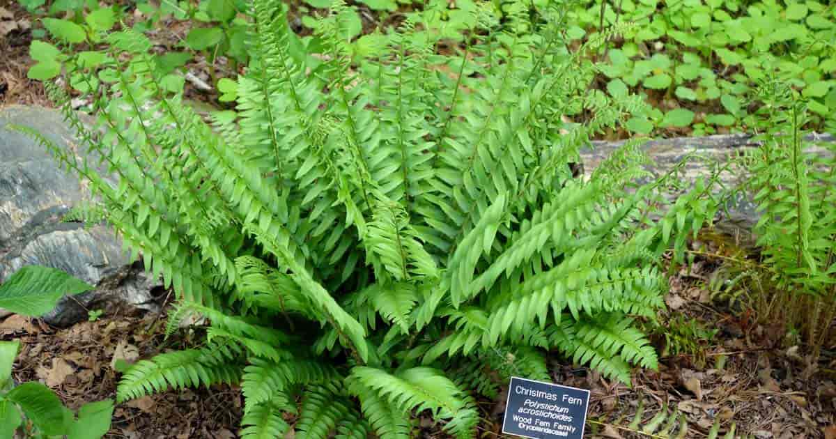 Christmas Fern (Polystichum Acrostichoides)