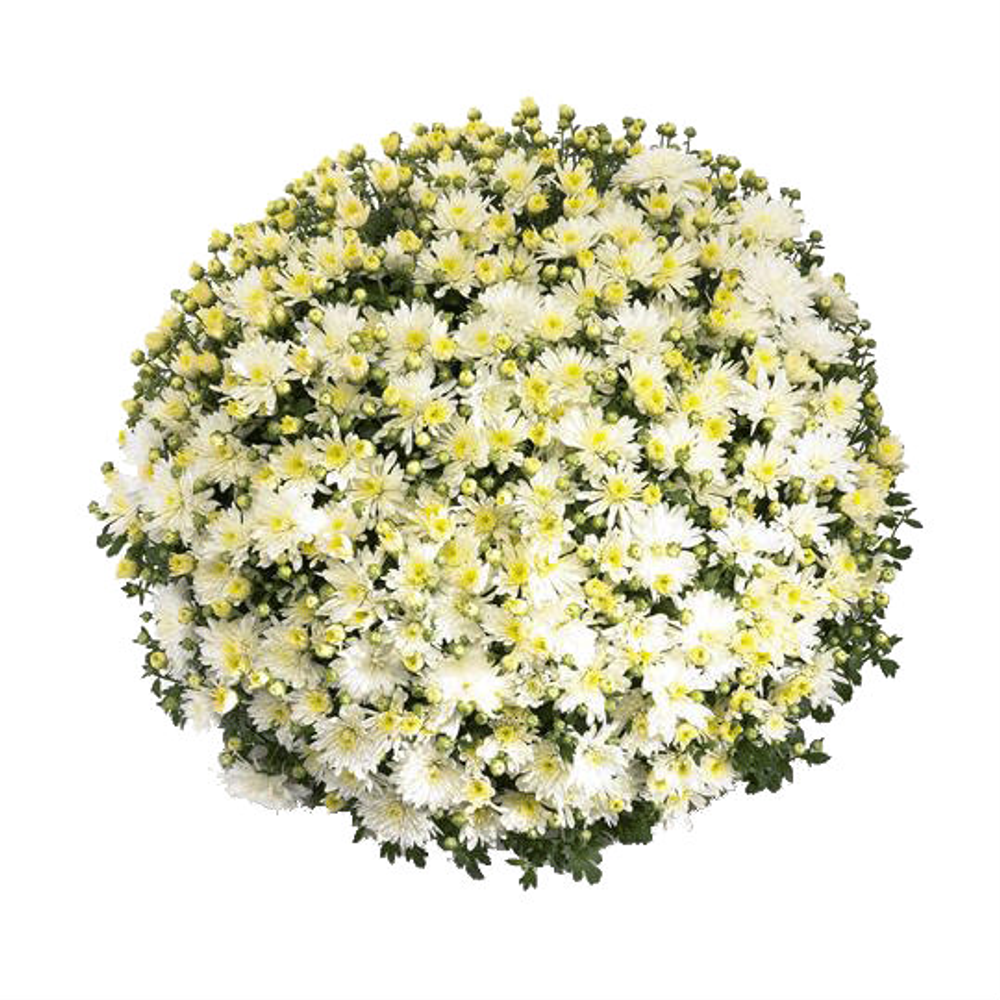 Chrysanthemum Aluga White