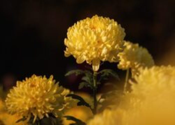 Chrysanthemum Golden Cassandra