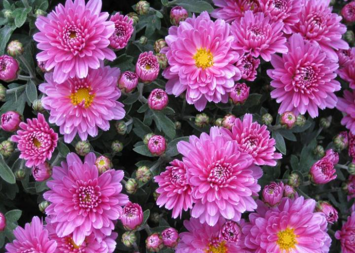 _Chrysanthemum Lynn