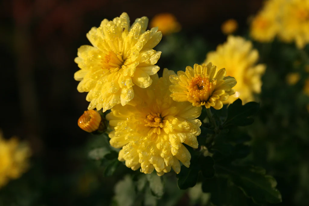 Chrysanthemum Nantyderry Sunshine.jpg