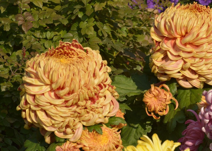 Chrysanthemum Roy Coopland