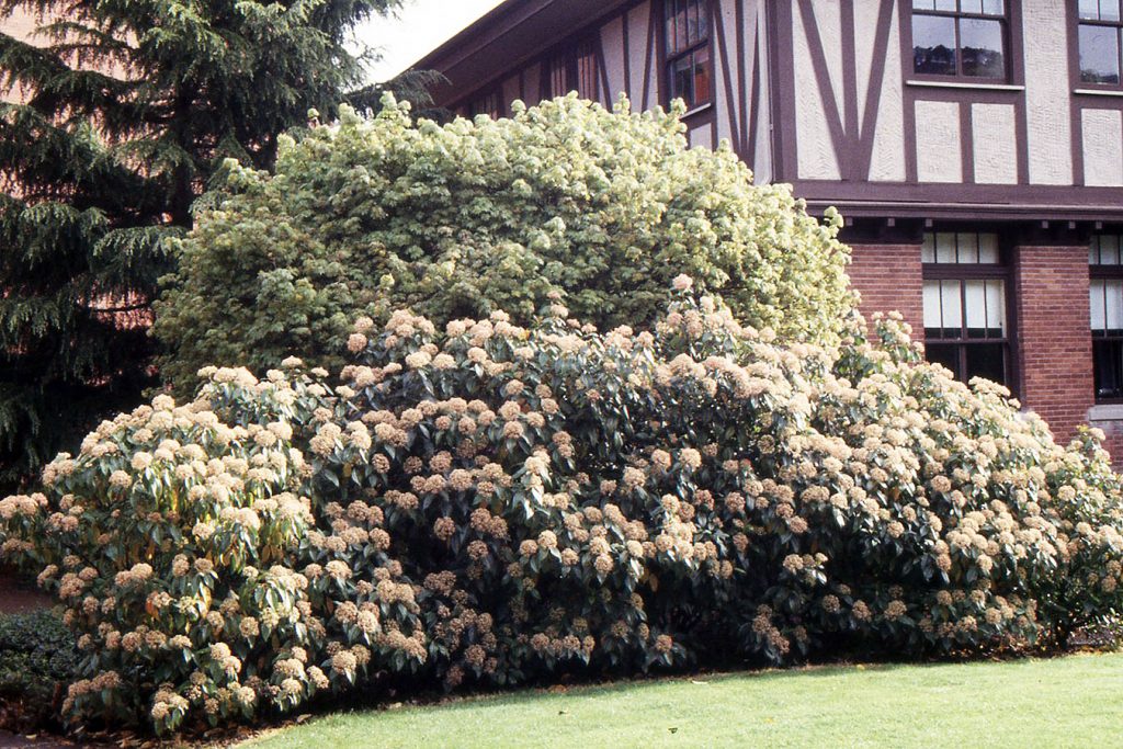 Cinnamon Viburnum