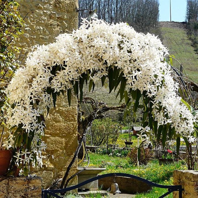 Clematis Armandii