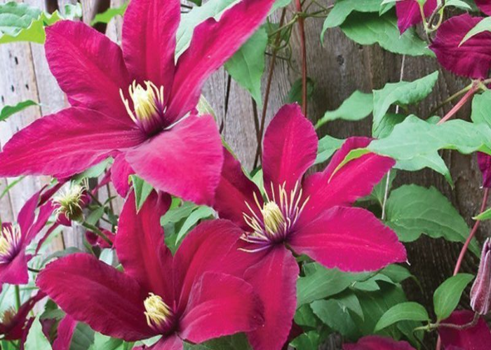 Clematis Niobe