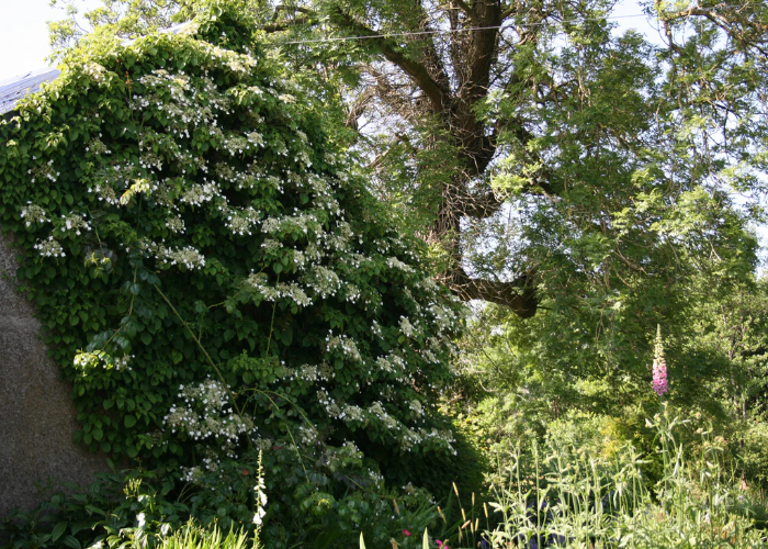 Climbing Hydrangeas