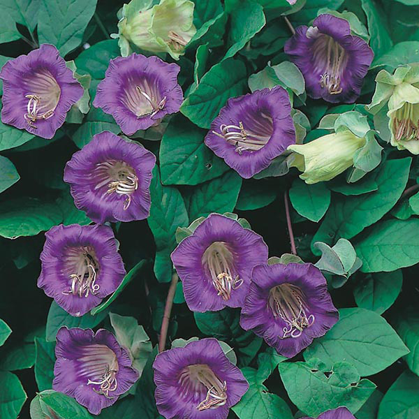 Cobaea Scandens