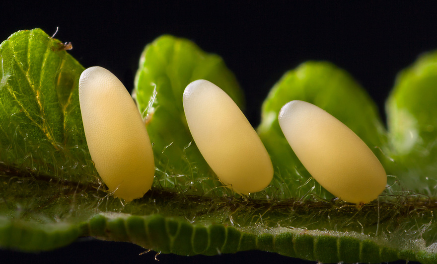 Collect the Beetles by Hand