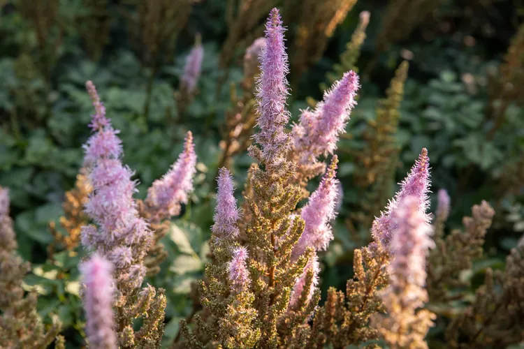 Collect the Seeds of The Astilbe Plant & Store Them