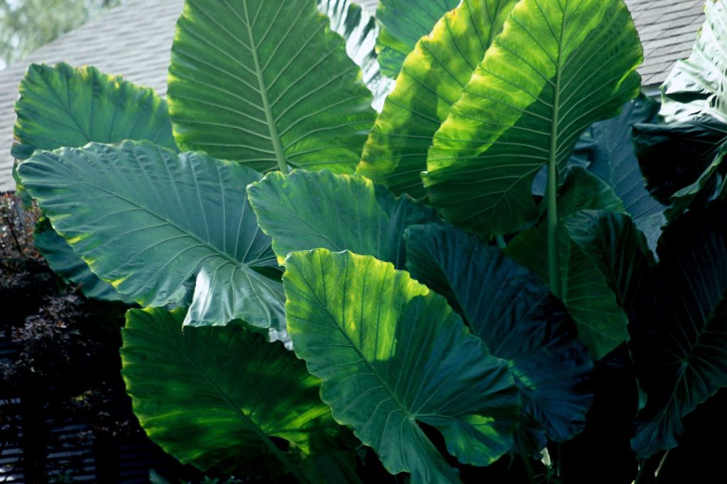 Colocasia 'Elephant Ear' Plant Growing & Care