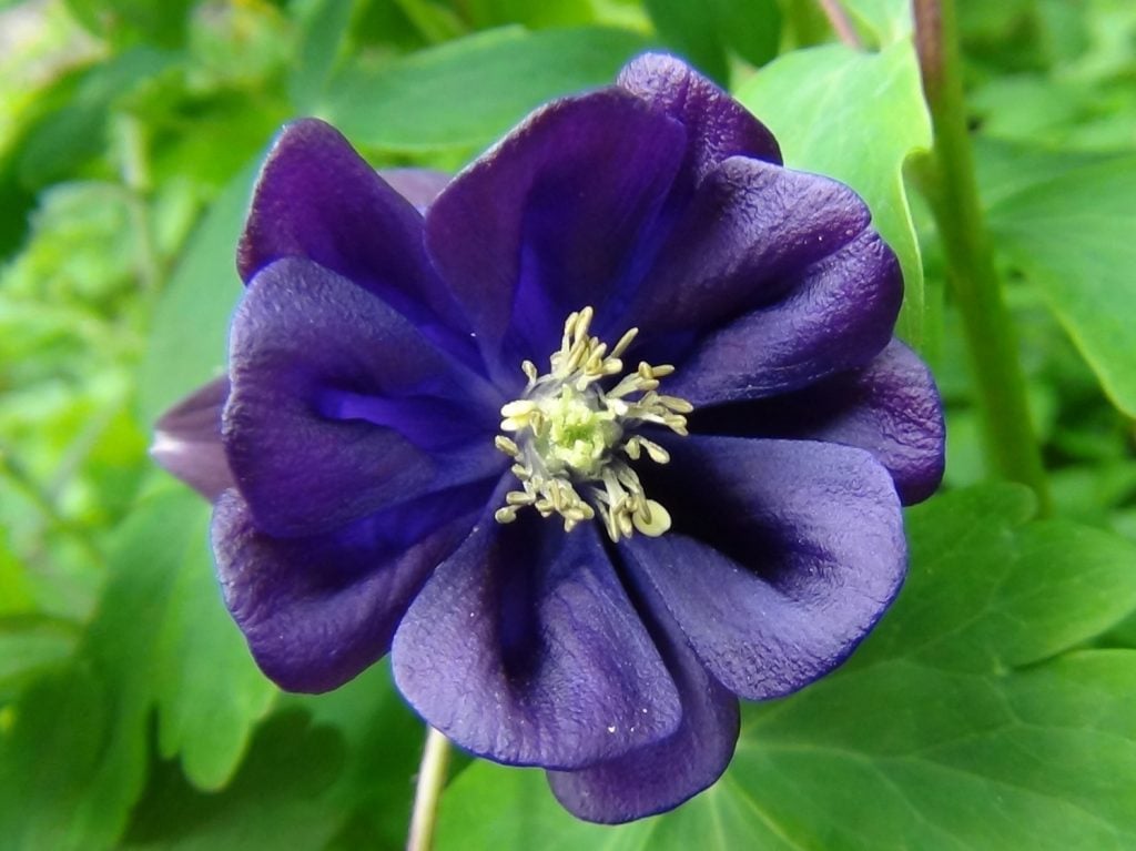 Columbine