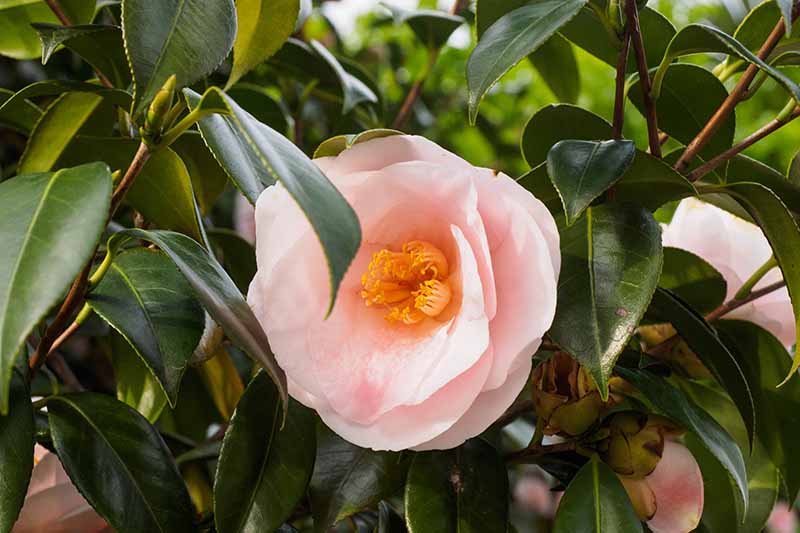 Common Camellia Growing Problems and How to Deal With It