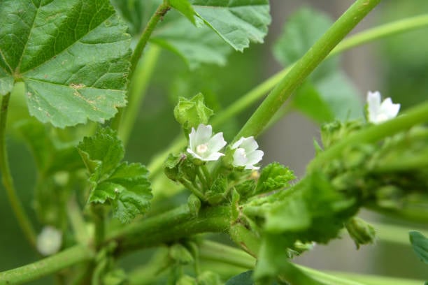 Common Mallow