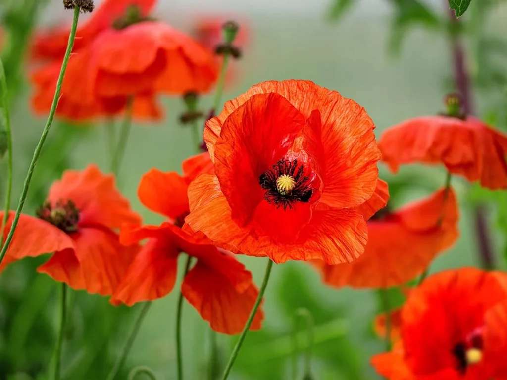 Common Poppy (Papaver rhoeas)