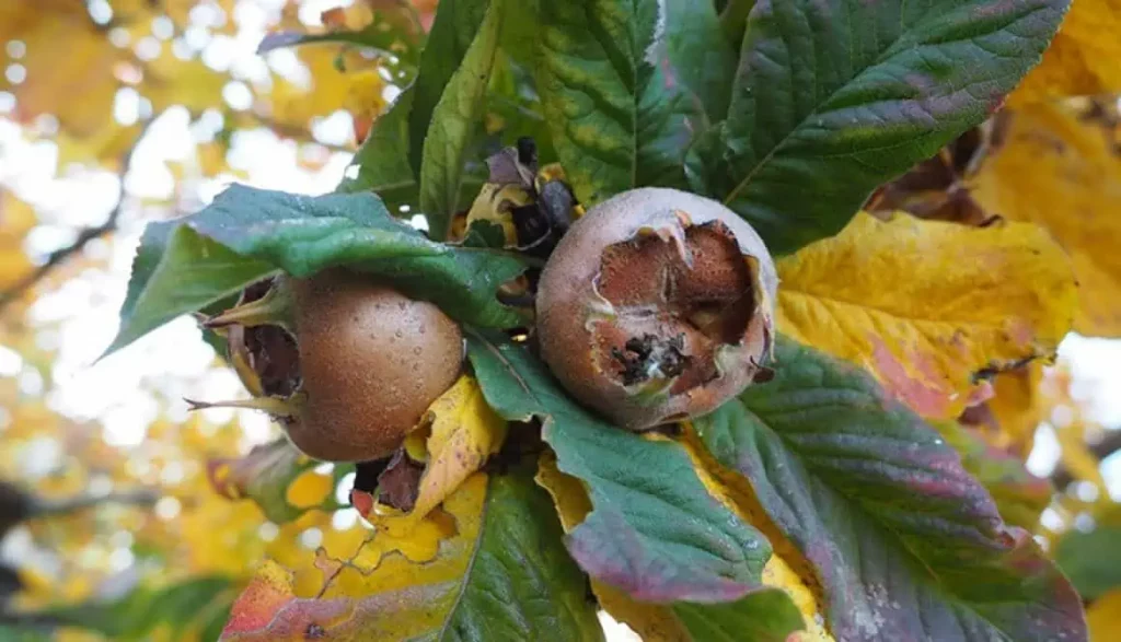 Common Problems for Medlar Fruit Trees