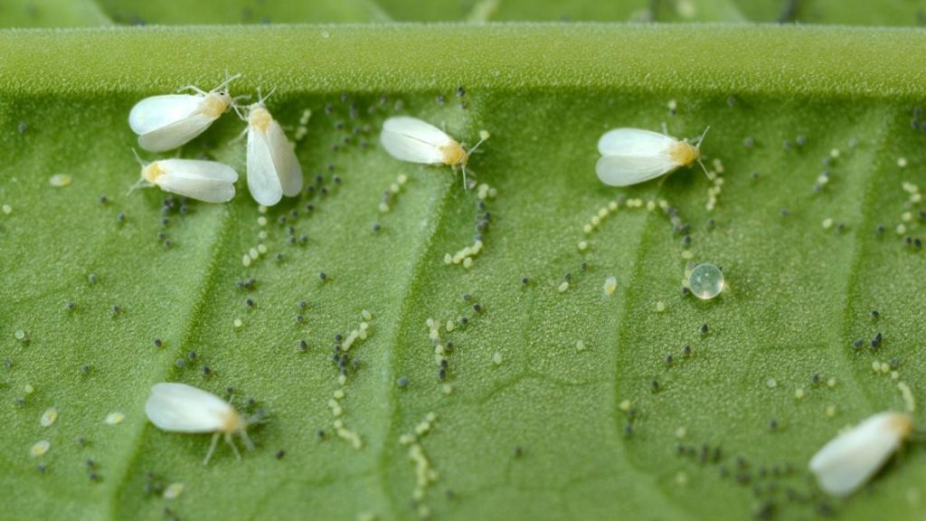 Common Problems with Physalis Peruviana