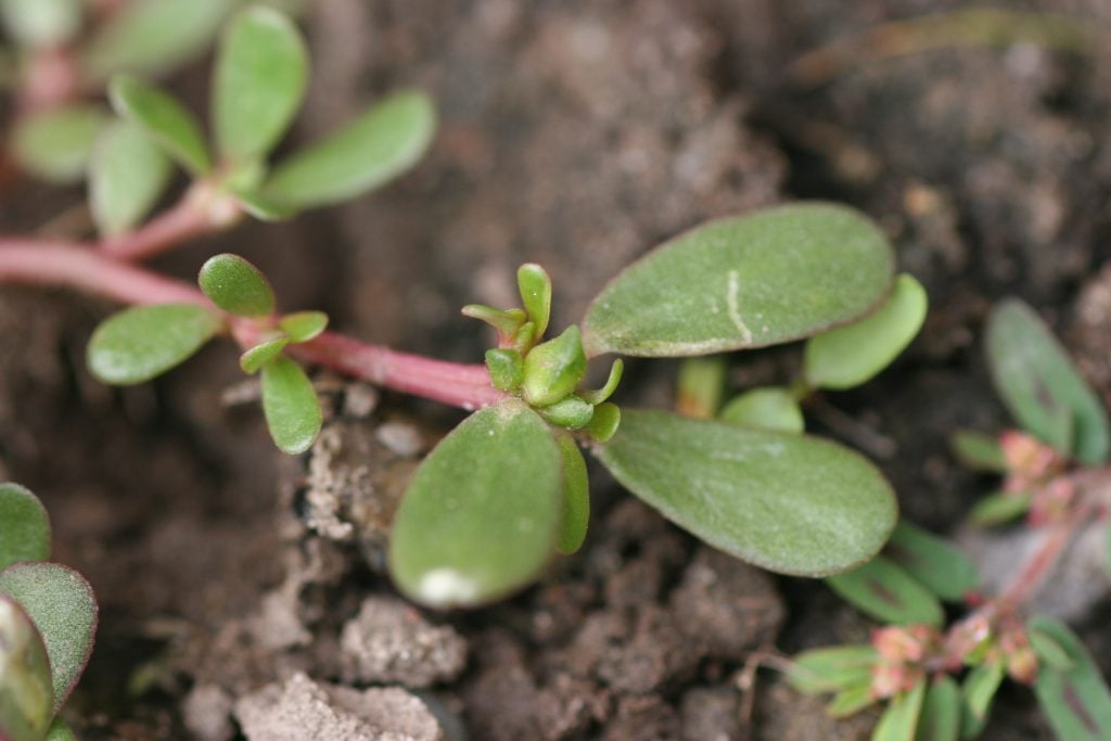 Common Purslane