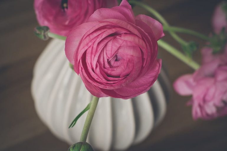 The Ultimate Guide To Growing Ranunculus Successfully In Pots - The Arches