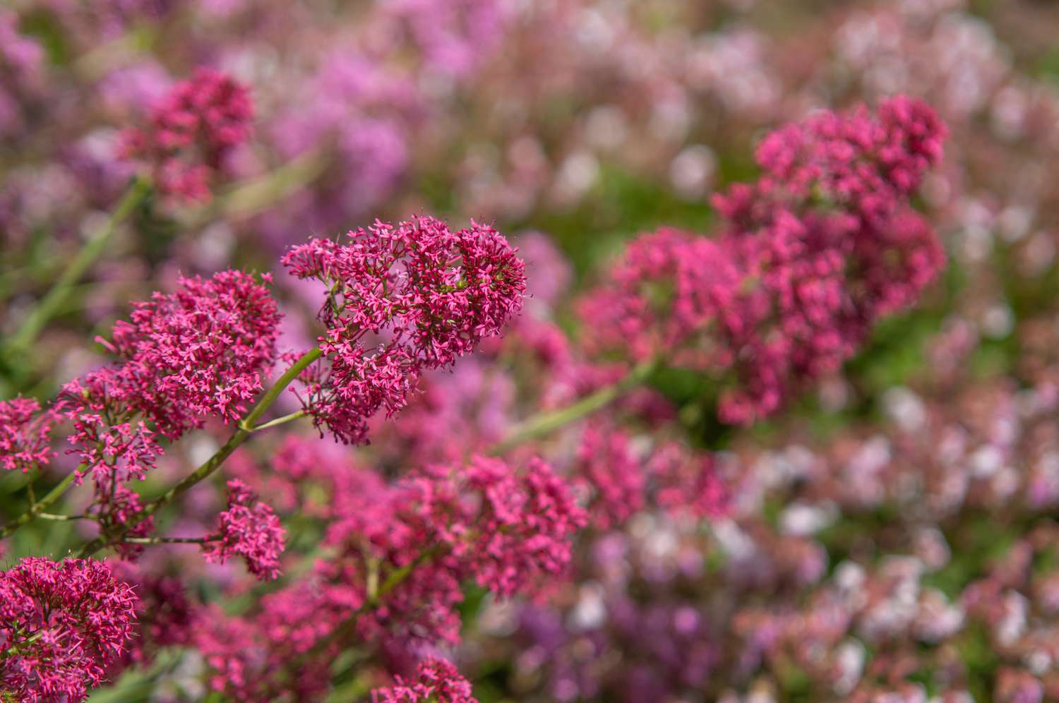 How to Grow and Care for Common Valerian Plantsa